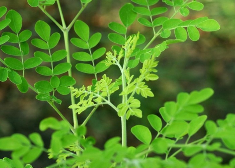 CÂY GIỐNG CHÙM NGÂY