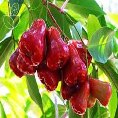 cây giống mận đỏ an phước chuẩn giống