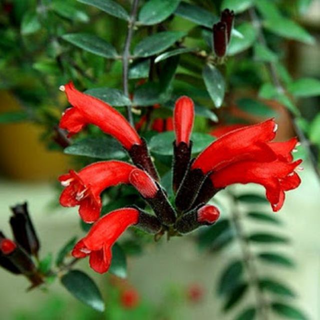 CHẬU HOA SON MÔI SIÊU ĐẸP