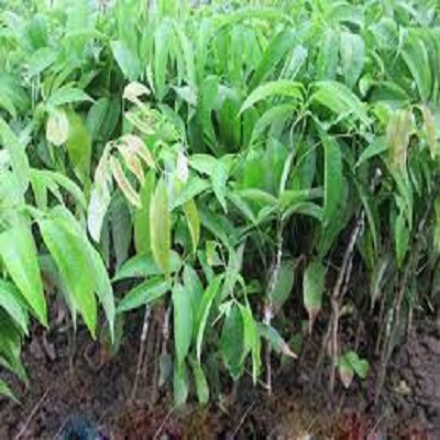 CÂY GIỐNG VẢI THIỀU SIÊU QUẢ DÒNG QUẢ SỚM