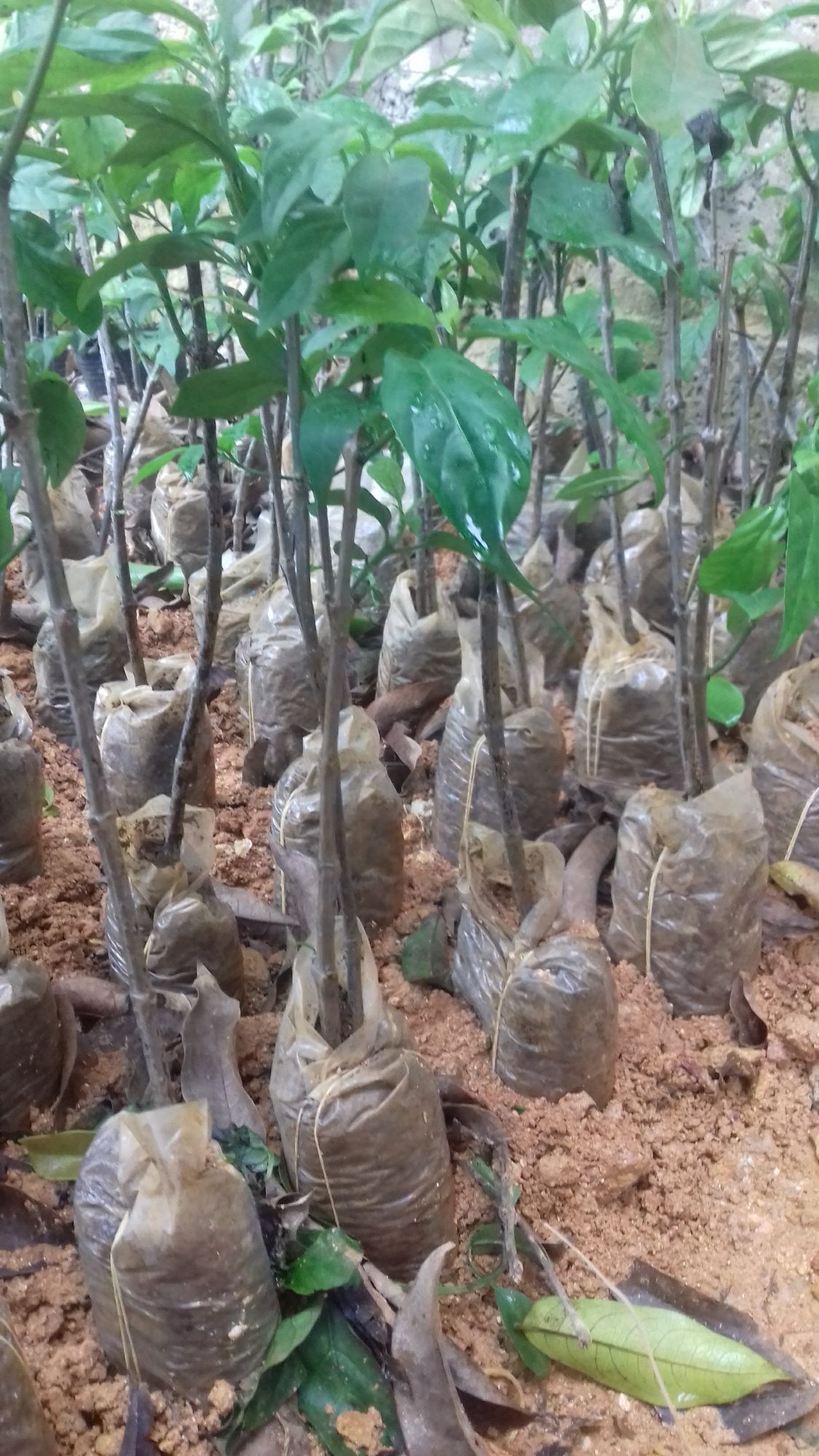 Combo 2 cây dạ ngọc minh châu cây giống