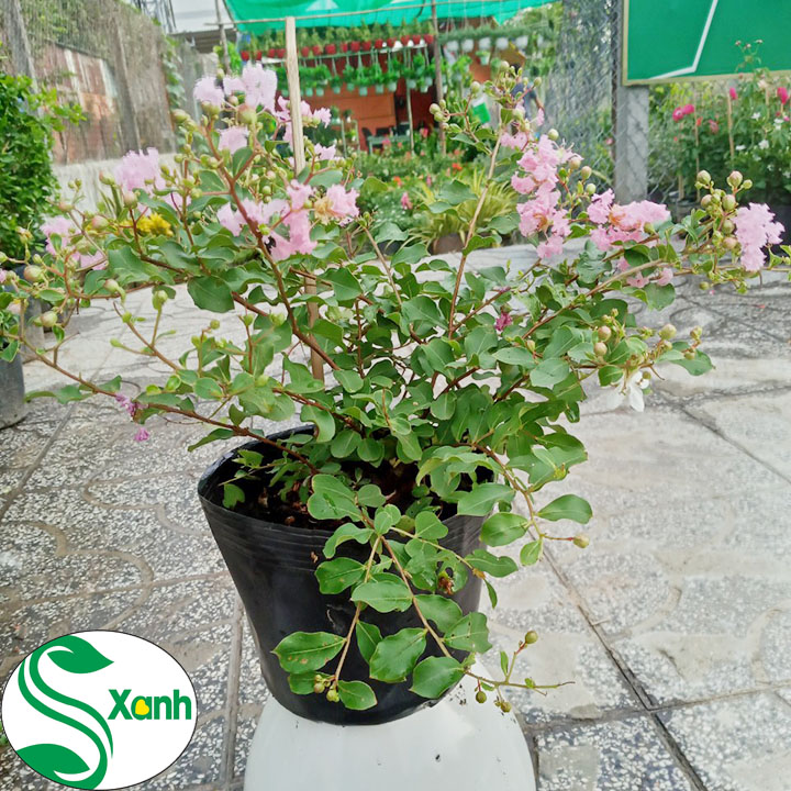 Cây Cảnh Sân Vườn Tường Vi Hồng
