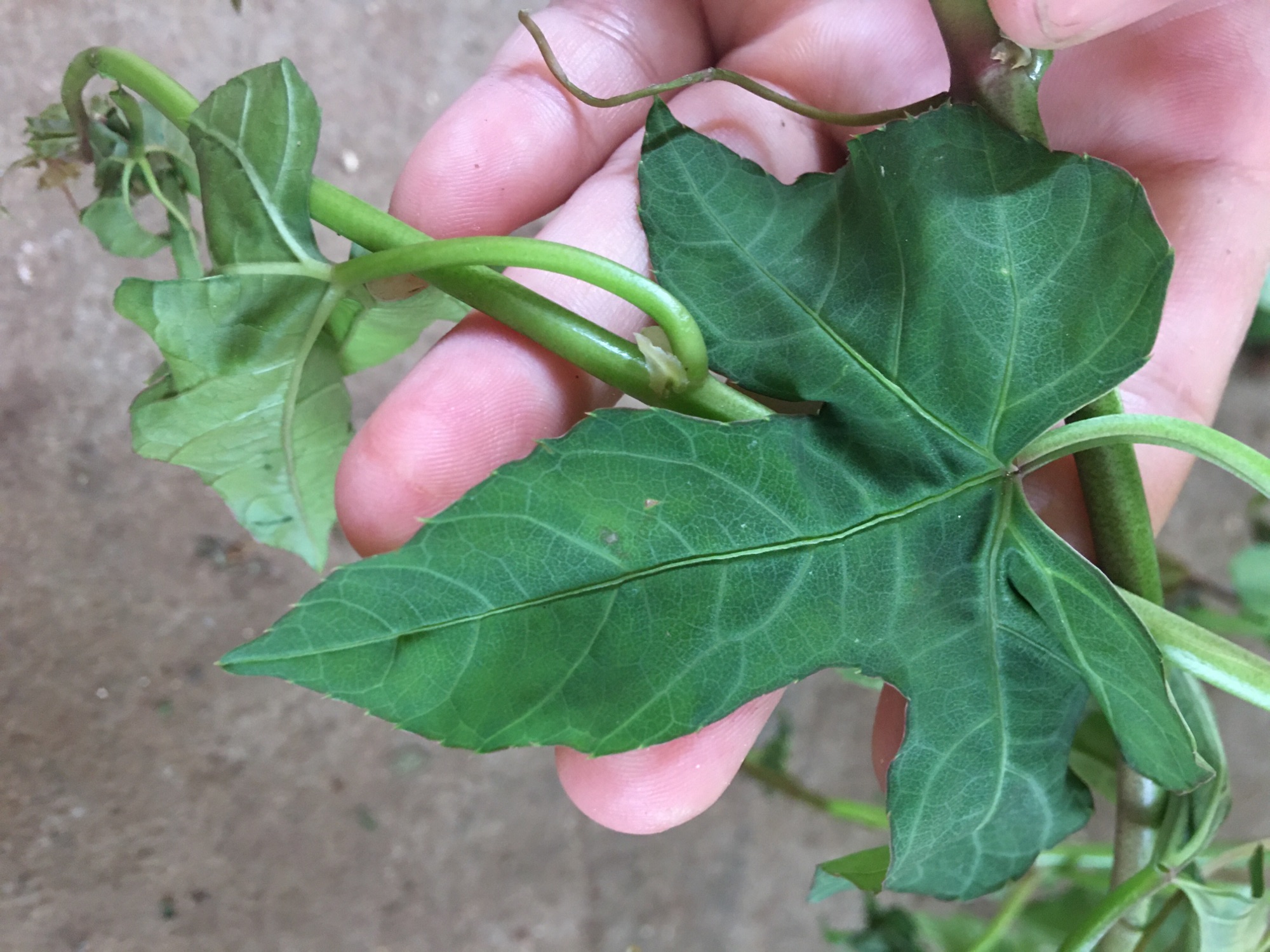 Cây giống chìa vôi lá 3 thùy