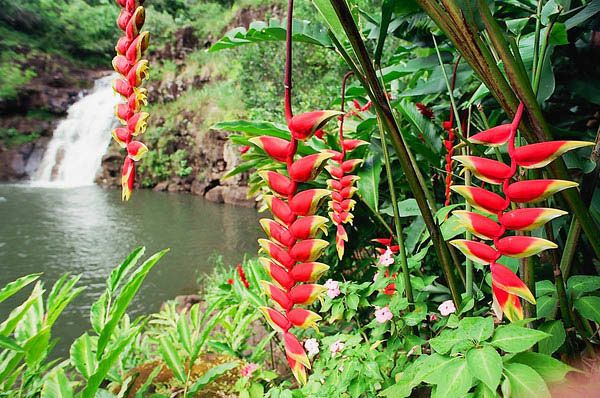 Giống cây Tràng Pháo đỏ