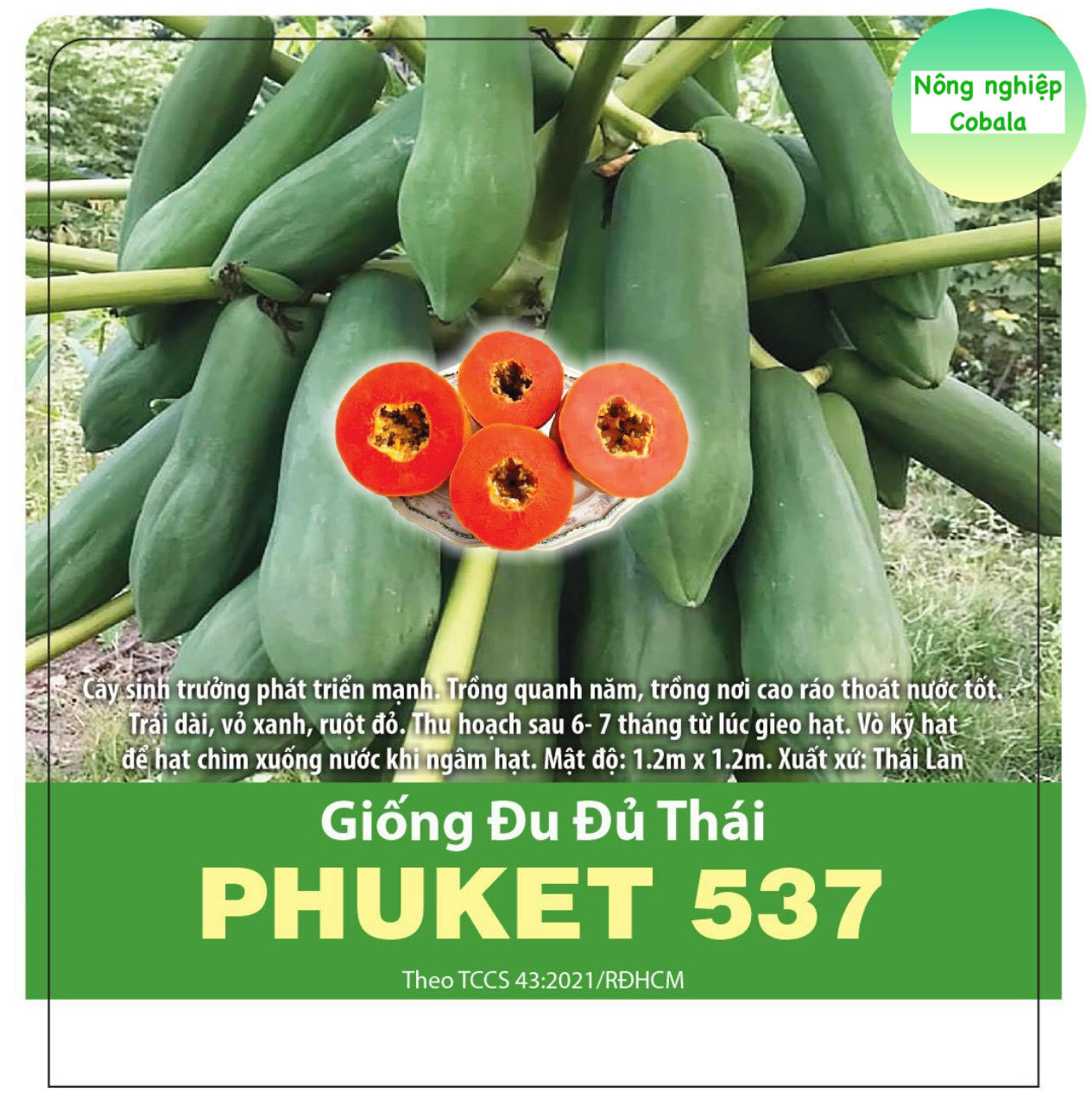 Hạt Giống Đu Đủ Thái Phuket Sai Trái (20 Hạt)
