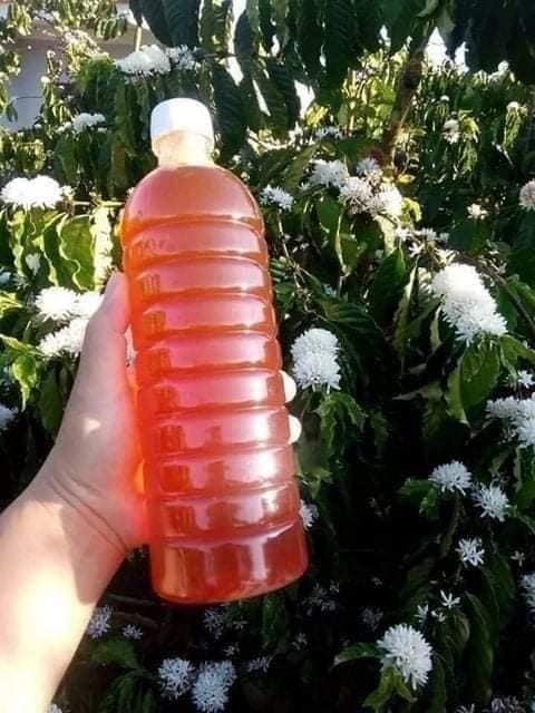 Mật Ong Hoa Cà Phê Nguyên Chất Đăk Lăk | 1L