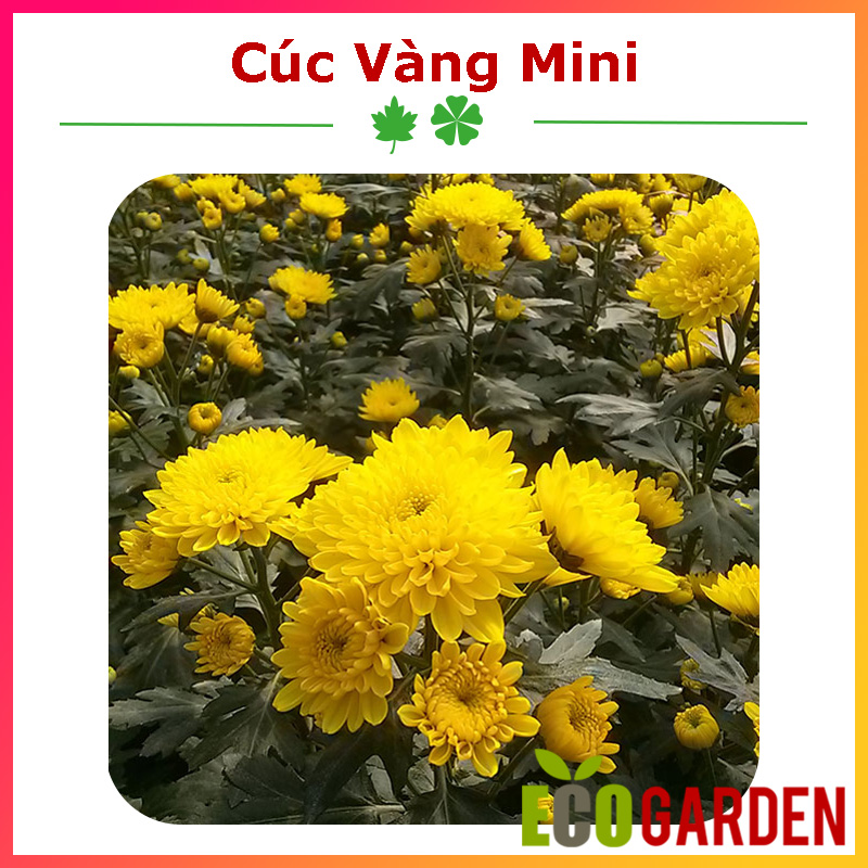 Hạt giống hoa cúc vàng mini