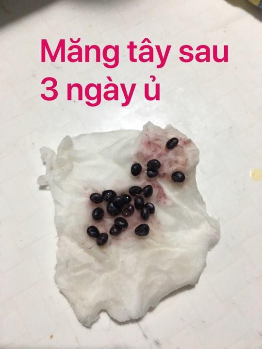 Hạt giống măng tây xanh 20 hạt/ gói