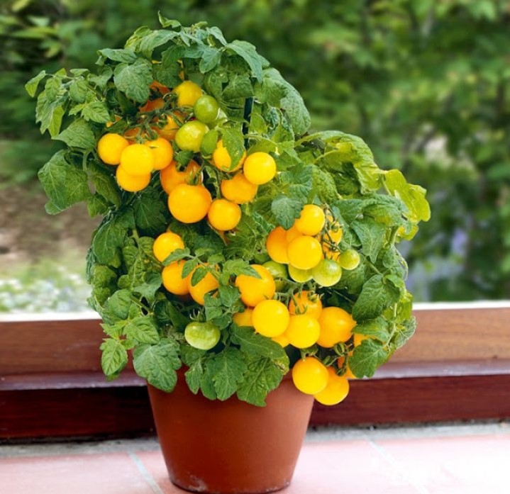 Hạt giống cà chua bi lùn vàng gói 0,1gr