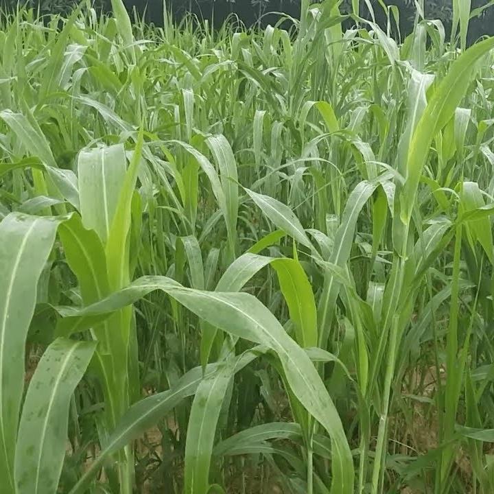 Cỏ chăn nuôi SUDAN SUPER BMR gói 100gr