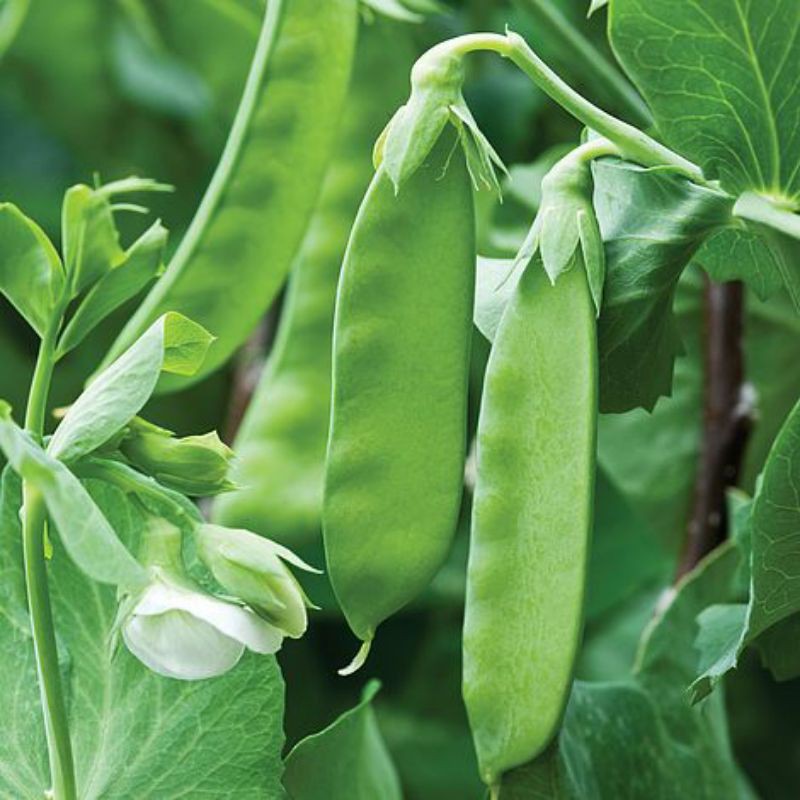 Hạt Giống Đậu Hà Lan Xào - 8Gram