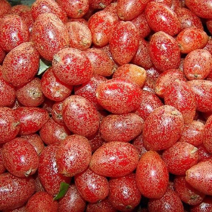 Combo 2 cây giống nhót ngọt siêu quả - C016