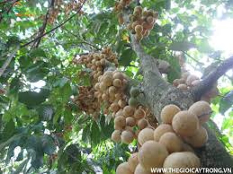 Cây giống BÒN BON (DÂU DA THÁI LAN) siêu sai quả - Cây giống F1