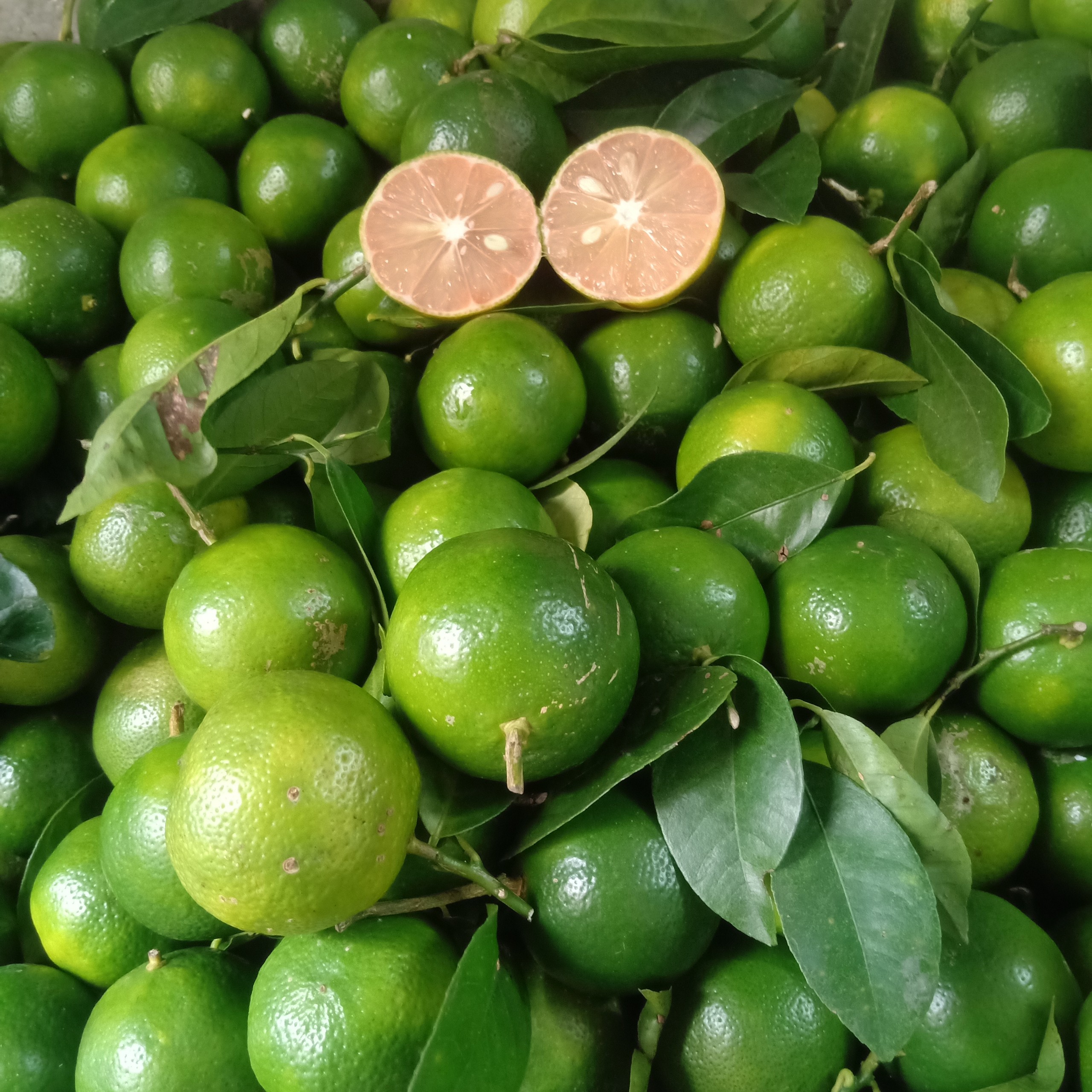 Combo 2kg chanh đào Hoà Bình