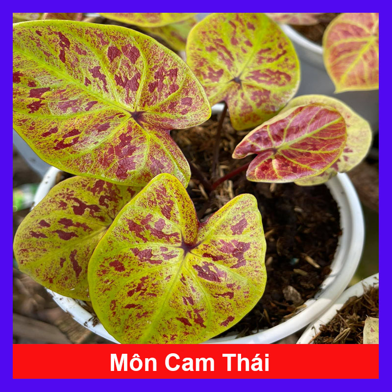 Cây cảnh mini - Cây môn vàng - Môn Cam Thái