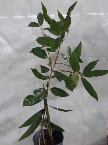 Cây lý, cây mận lý (cây chiết) siêu trái (Tặng kèm 3 cây chè xanh)