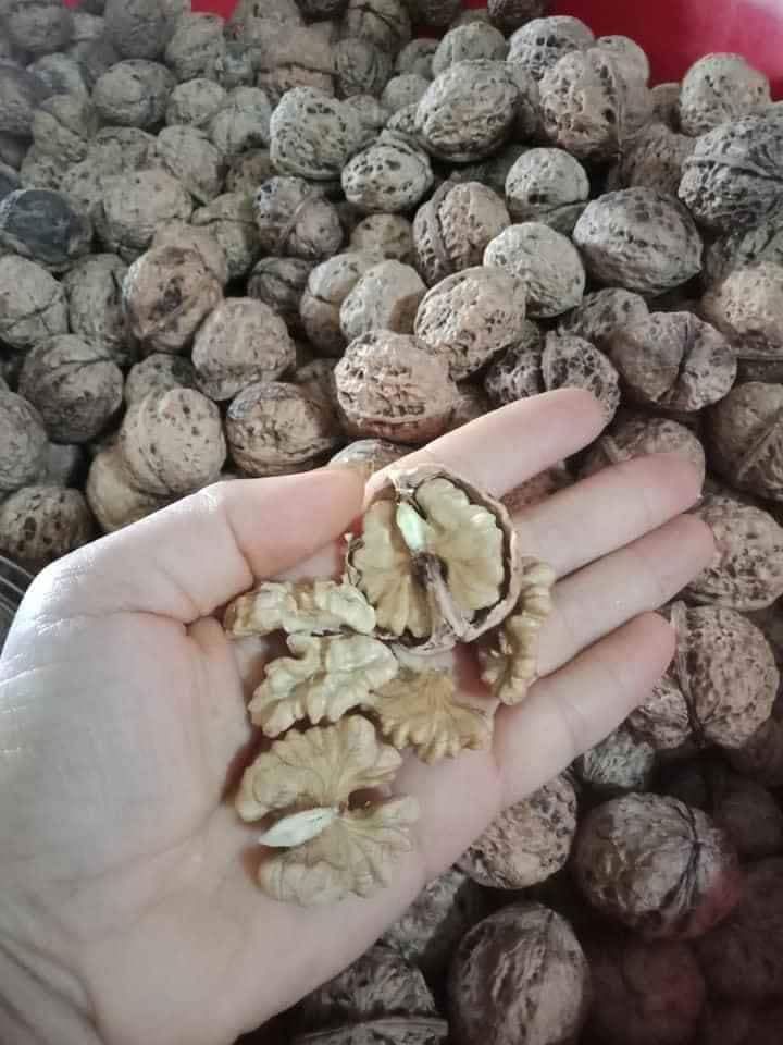 Quả óc chó nếp rừng Lai châu 1kg