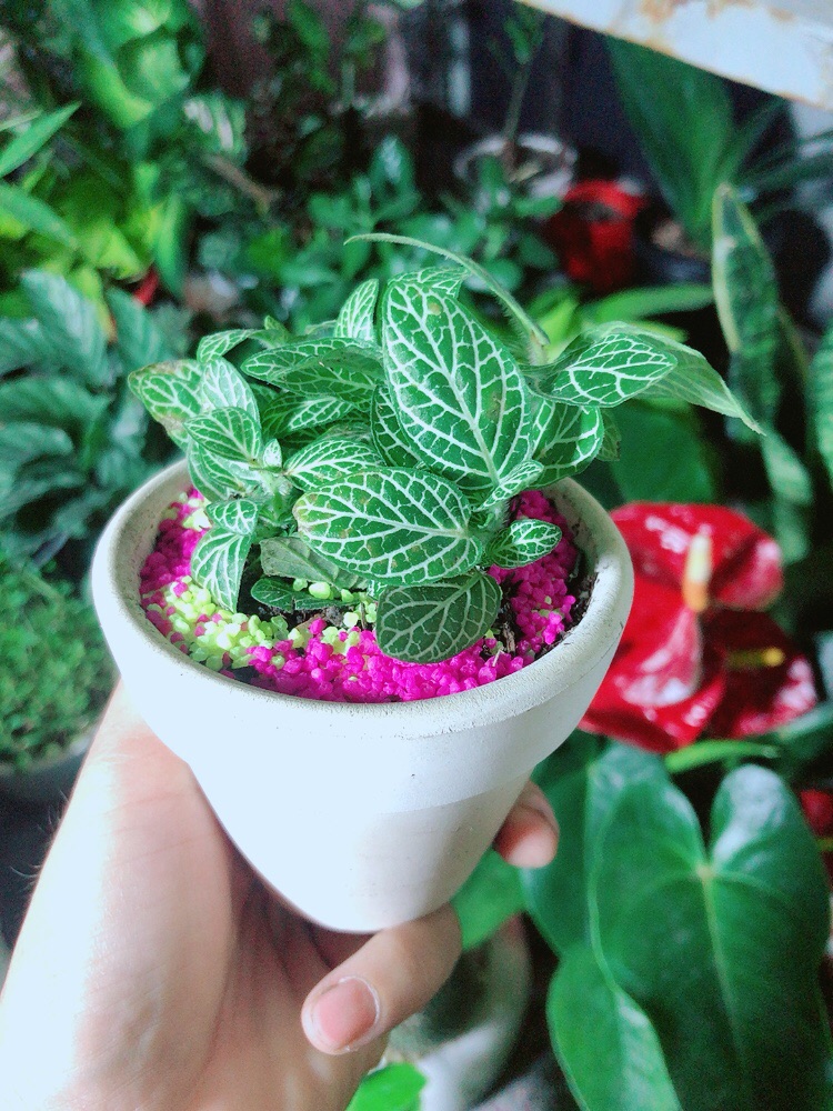 Chậu Cây Cẩm Nhung (lá may mắn) Màu Xanh Lá