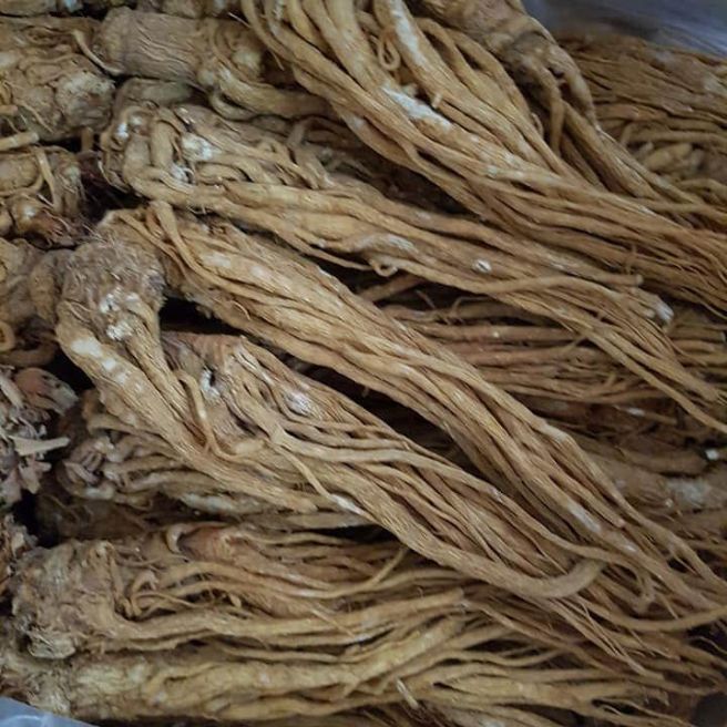 Sỉ toàn quốc 100g sâm đương quy - sâm quy