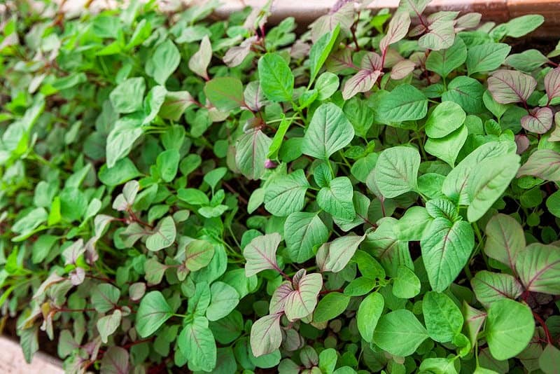HẠT GIỐNG RAU DỀN CƠM -DỀN TA GÓI 5GR