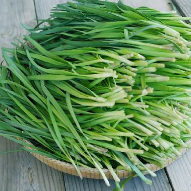 Hạt giống rau Hẹ Ta dể trồng-gói 1gram