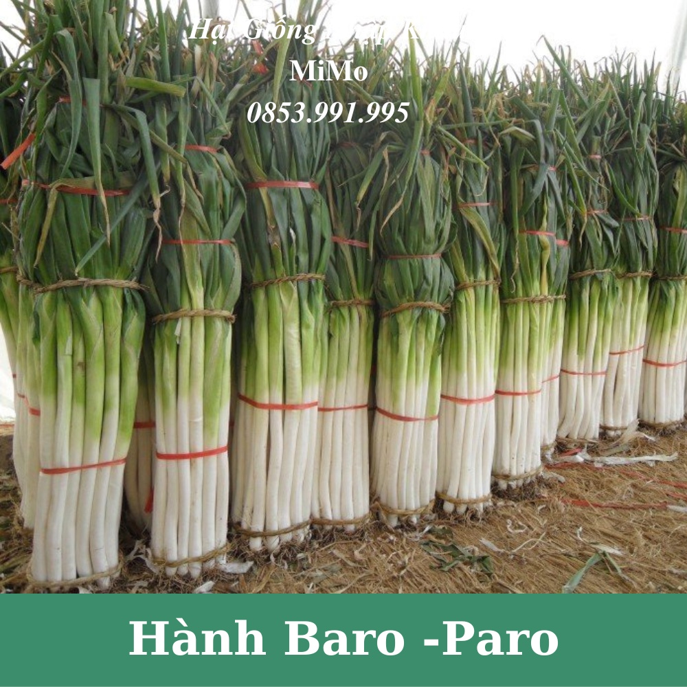 Hạt giống hành baro - hành paro khổng lồ