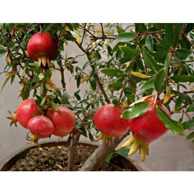 Cây giống lựu đỏ ấn độ cho trái siêu sớm