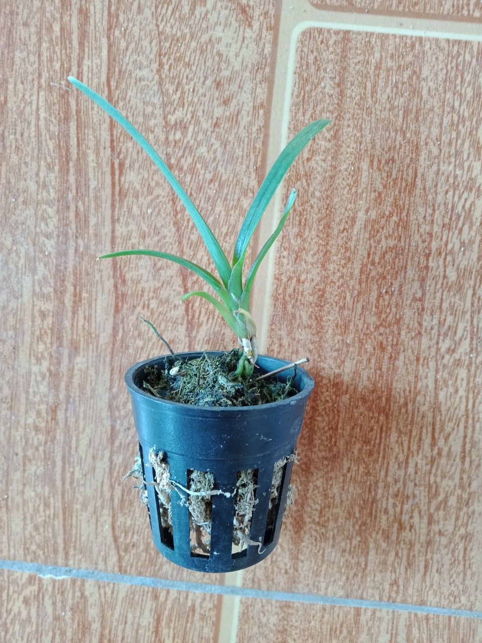Hoa lan Kiếm phan trí