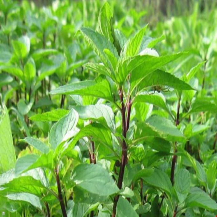 Hạt giống húng Quế rau Quế - gói 10 gram