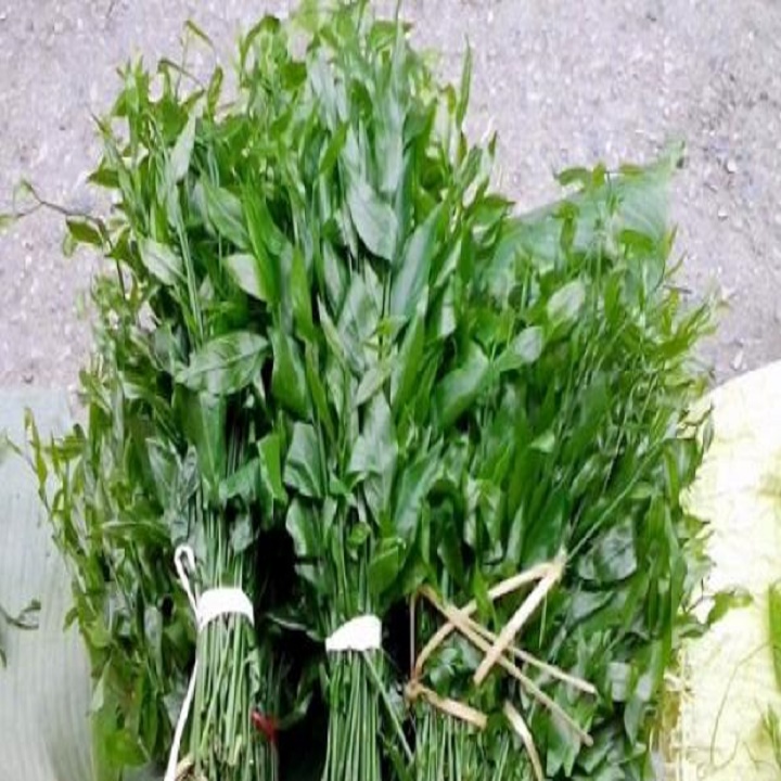cây rau giống rau ngót rừng