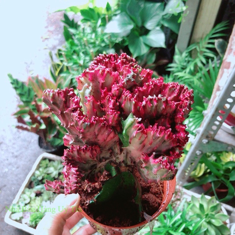Xương rồng vạn lý