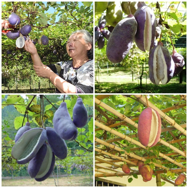 Hạt giống nho Akebi - Gói 3 hạt