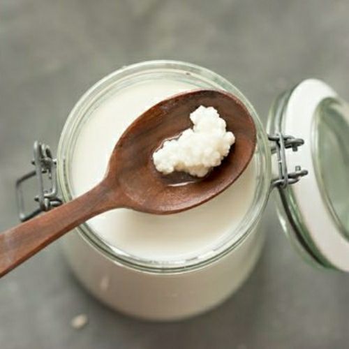 nấm sữa kefir 10gr