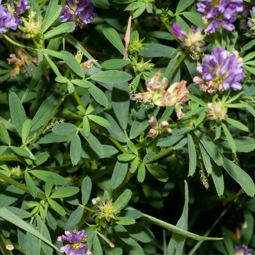 HẠT GIỐNG CỎ ALFALFA - 100gr