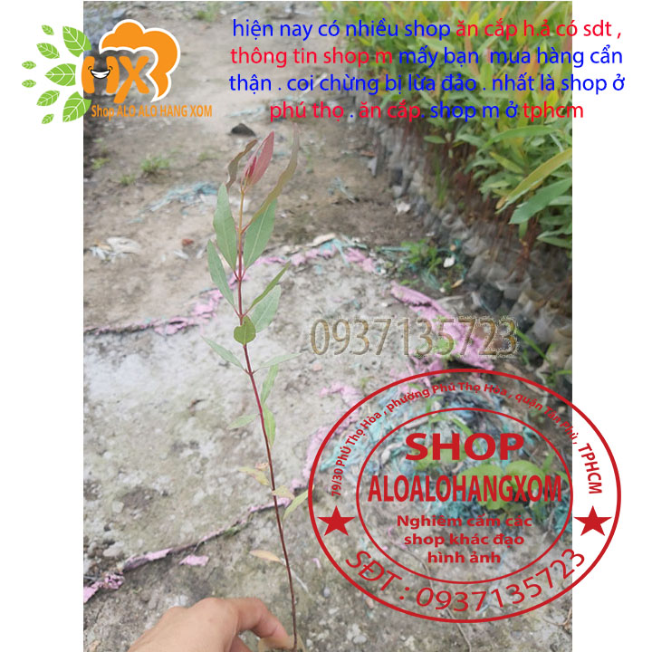 combo 50 cây bạch đàn cây giống