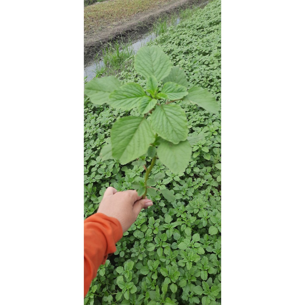 PHÂN BÓN HỮU CƠ NHẬT - NATURAL GRO ORGANIC - 3-2-2-65+TE -500GR