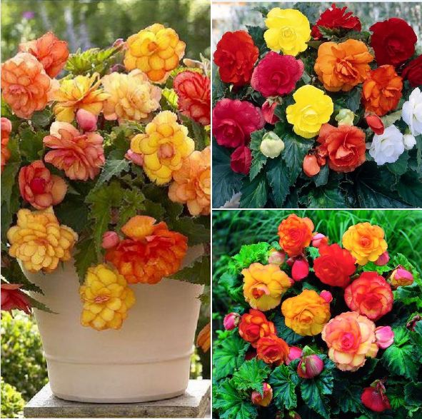 Hạt giống hoa thu hải đường kép mix màu 5 hạt/gói