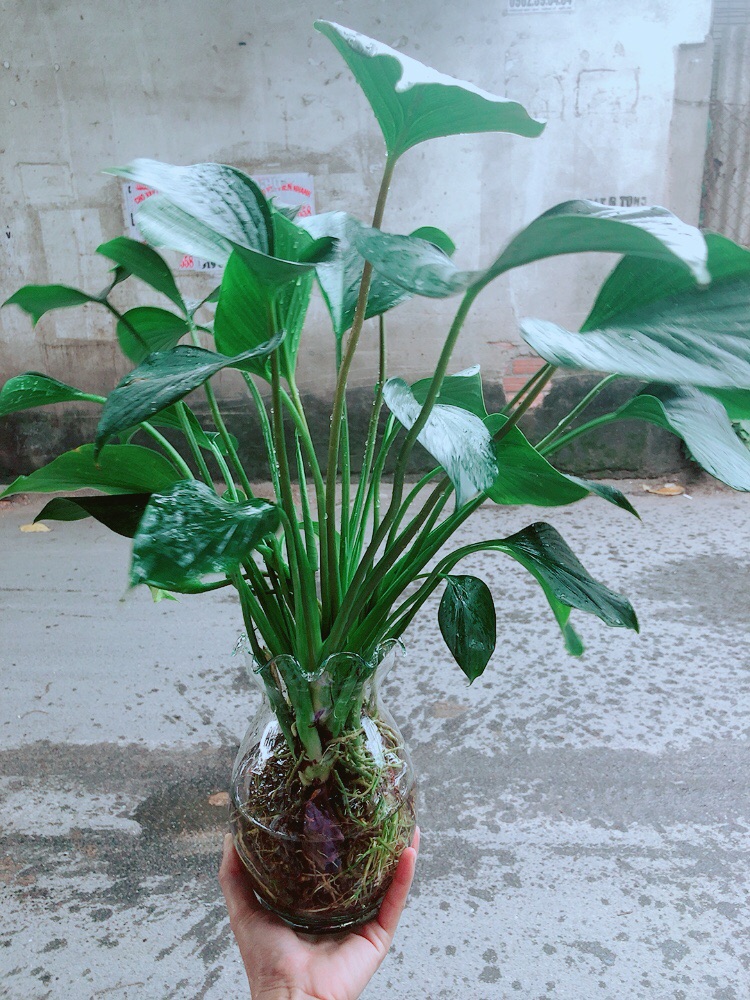Chậu Thanh Tâm Thuỷ Sinh