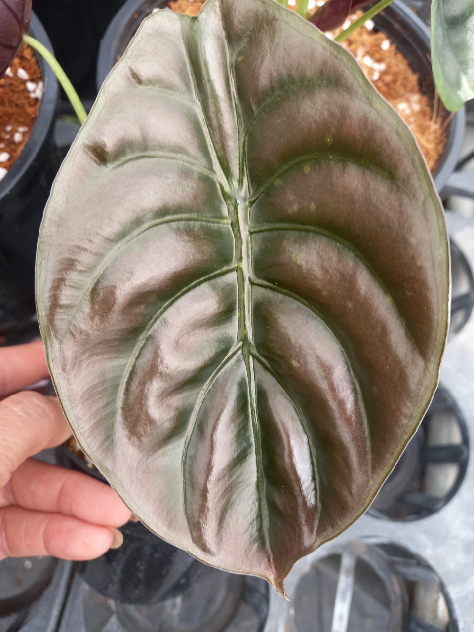 Rồng đỏ_ Alocasia Cuprea.