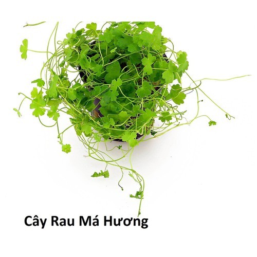 BẦU RAU MÁ TA (rau má dù, rau má lá nhỏ)