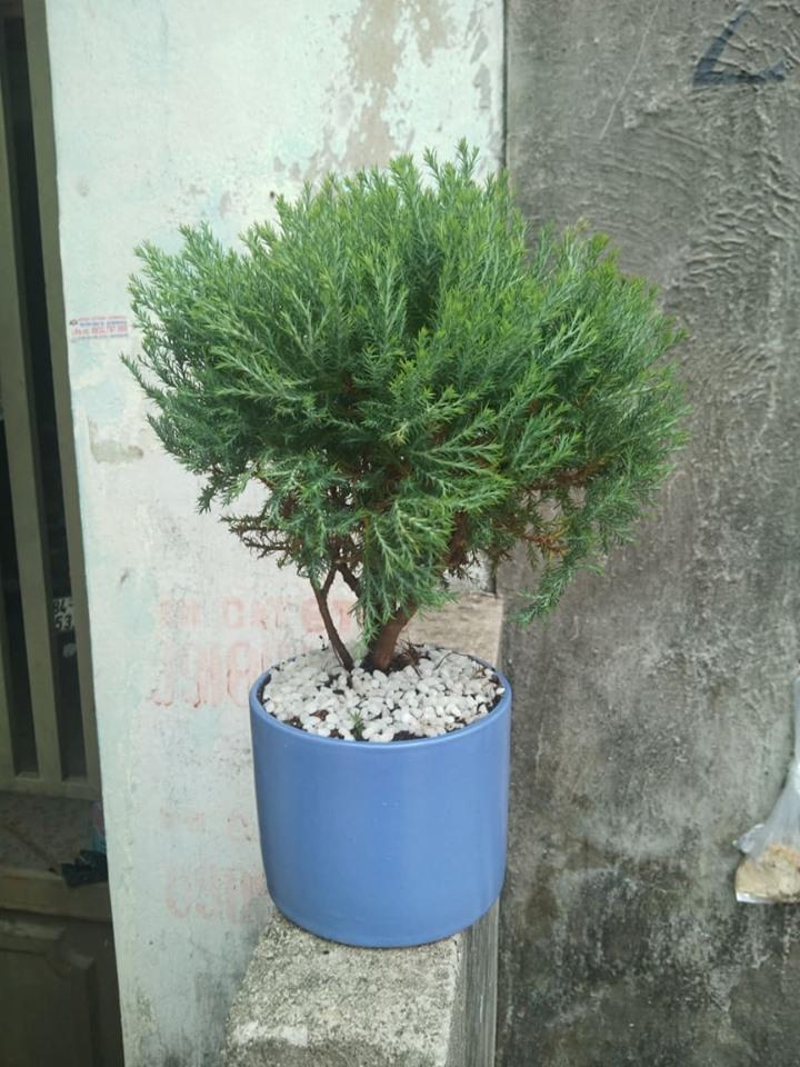 TÙNG BỒNG LAI LỚN