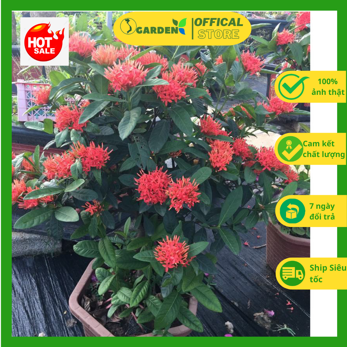 Cây giống hoa mẫu đơn , đơn ta màu đỏ nhung cao khoảng 20cm