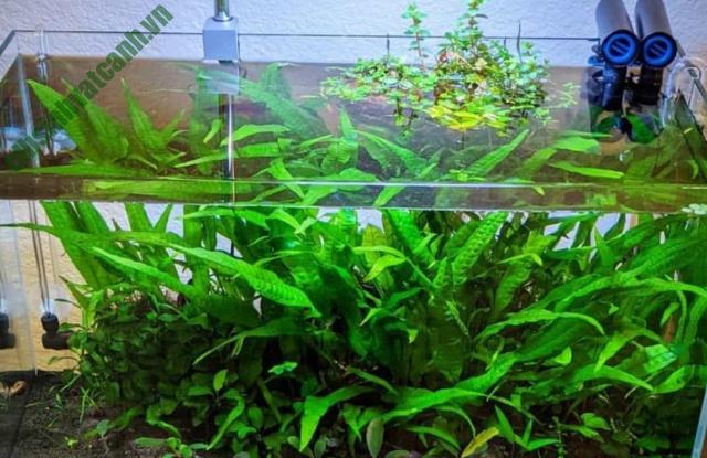 CÂY DƯƠNG XỈ JAVA THỦY SINH ĐẸP, DỄ SỐNG