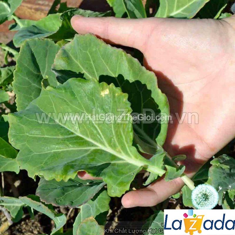 1Gr Hạt Giống Cải Rổ Cao 1m Ngon USA (B1.100a| C45*W55*M166)