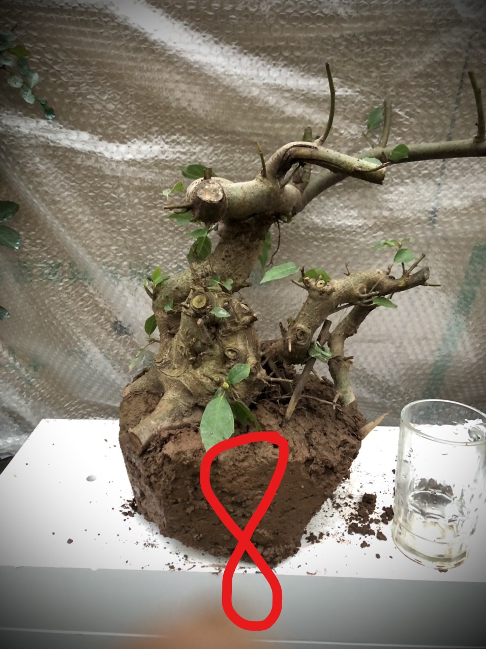 Cây sung bonsai phôi ảnh thật đánh số 1-21