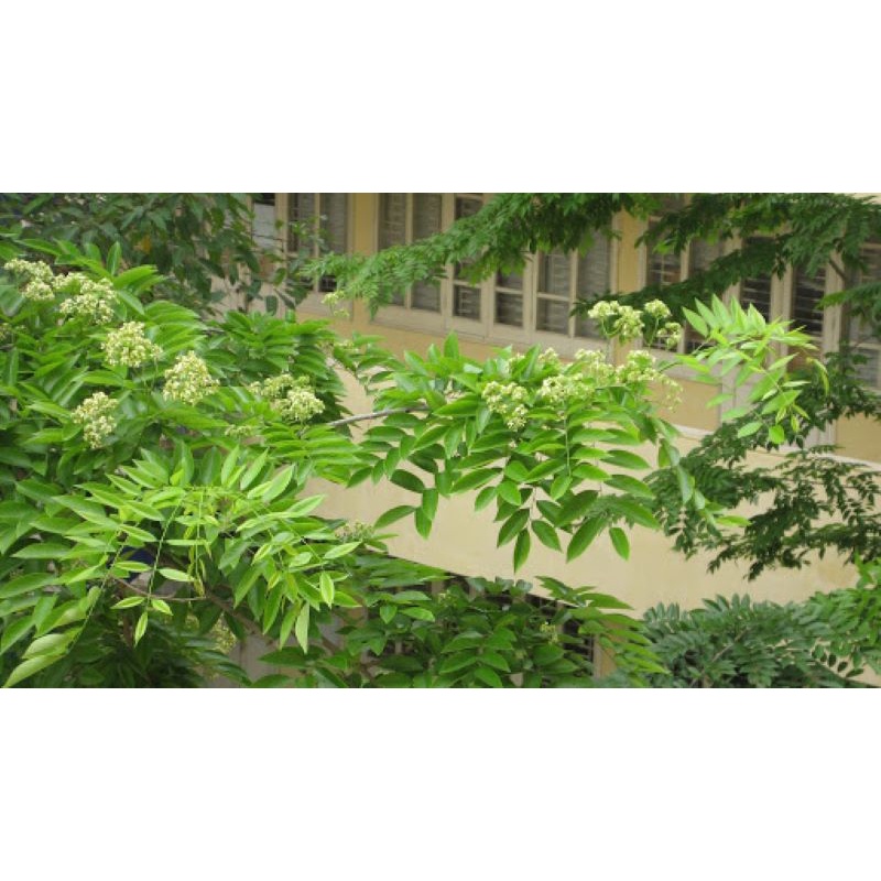 Cây giống gỗ sưa đỏ (cây khỏe đẹp, được kiểm tra cây)
