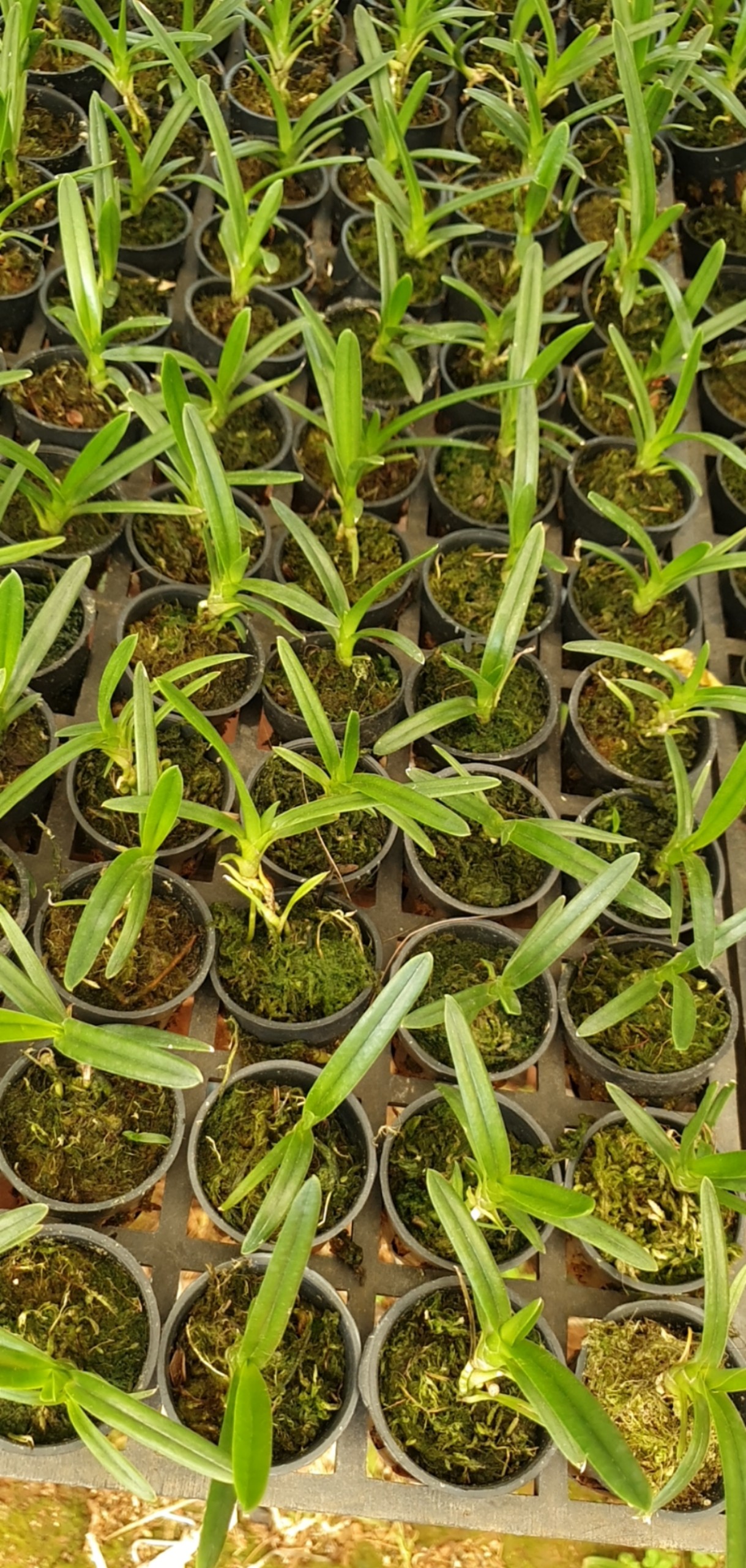 Kiếm phan trí hàng giống