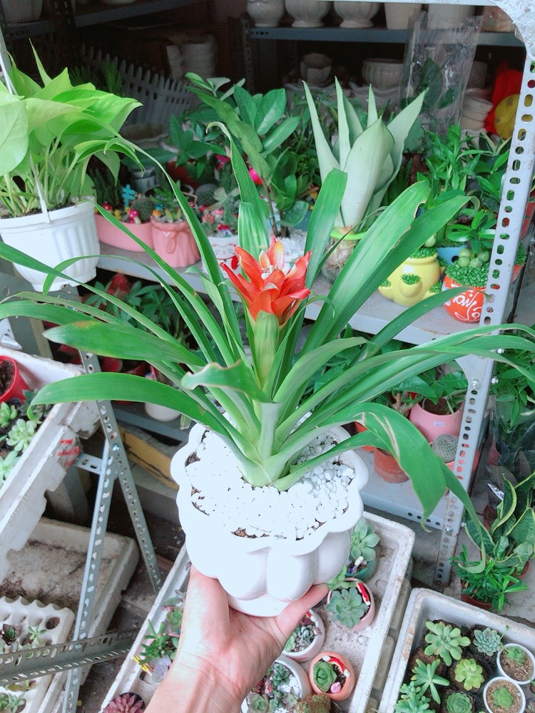 Chậu Phong Lộc Hoa Chậu Sứ