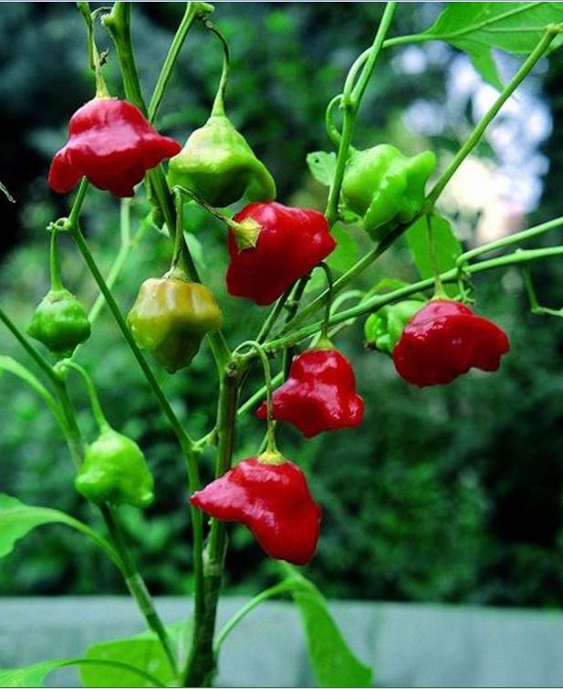 "Gói 20 "Hạt giống ớt chuông gió ( ớt hoa hồng ) [Seeds]