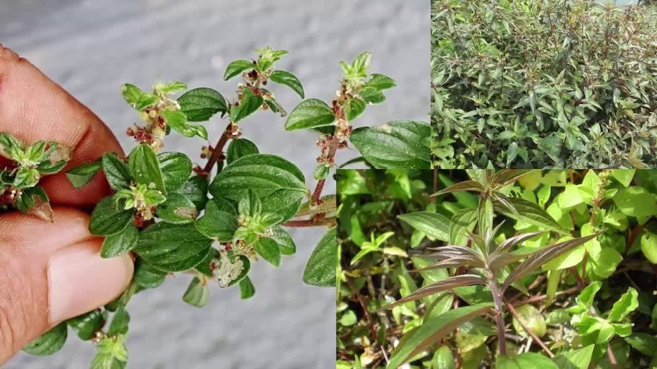 Cây Cỏ Dòi